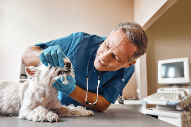 Medina, NY Emergency Dentist Pros